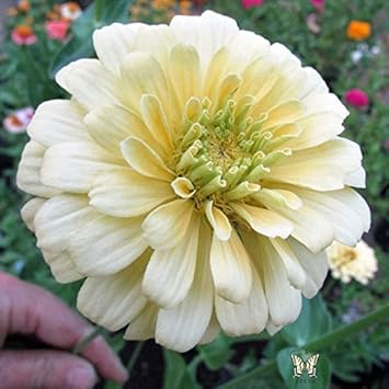 White Yellow Zinnia Flower Seeds for Planting – Vibrant, Non-GMO Garden Flowers